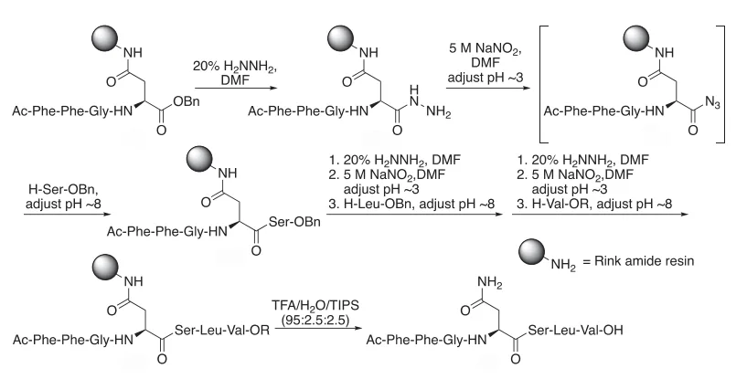 Cleaner Chemistry, Better Peptides: The Rise of N-to-C Synthesis（images 3）