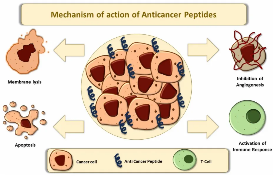 Precision Oncology Reinvented: How Anticancer Peptides Are Changing the Game(images 3)