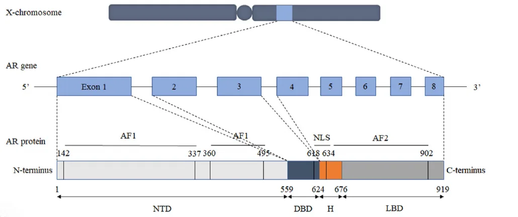 Redefining Bone Health: A New Era with Selective Androgen Receptor Modulators(images 1)