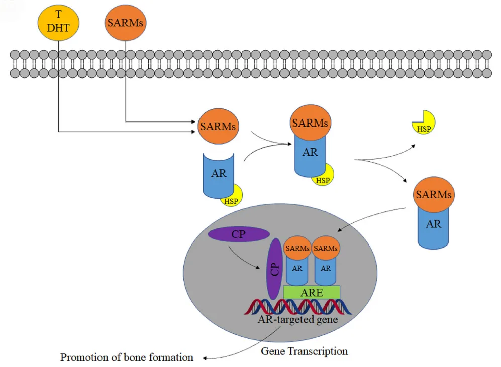 Redefining Bone Health: A New Era with Selective Androgen Receptor Modulators(images 2)