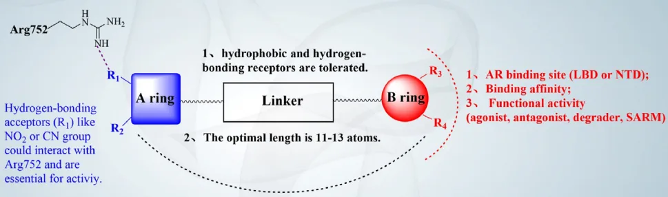 Redefining Bone Health: A New Era with Selective Androgen Receptor Modulators(images 4)
