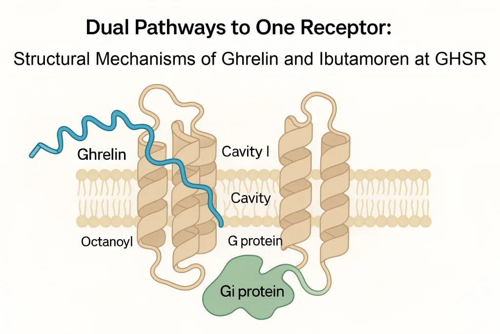 Dual Pathways to One Receptor: Structural Mecha... Dual Pathways to One Receptor: Structural Mecha...
