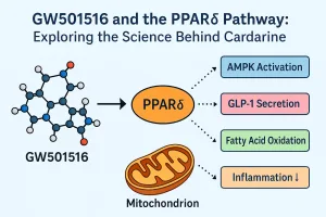 GW501516 and the PPARδ Pathway: Exploring the Science Behind Cardarine