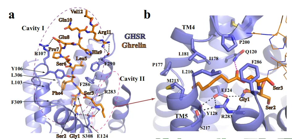 Dual Pathways to One Receptor: Structural Mechanisms of Ghrelin and Ibutamoren at GHSR(images 2)