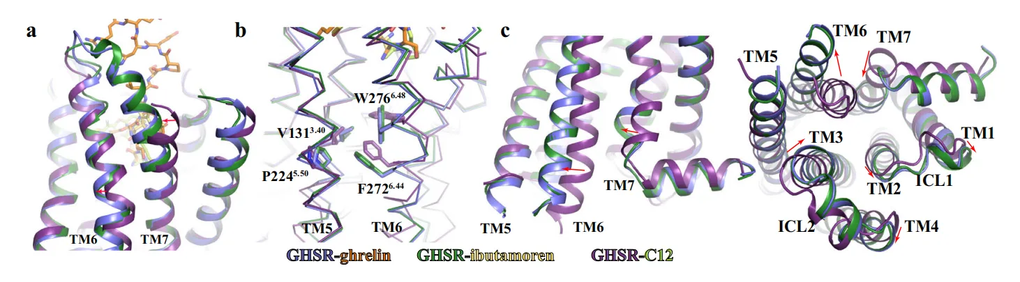 Dual Pathways to One Receptor: Structural Mechanisms of Ghrelin and Ibutamoren at GHSR(images 3)