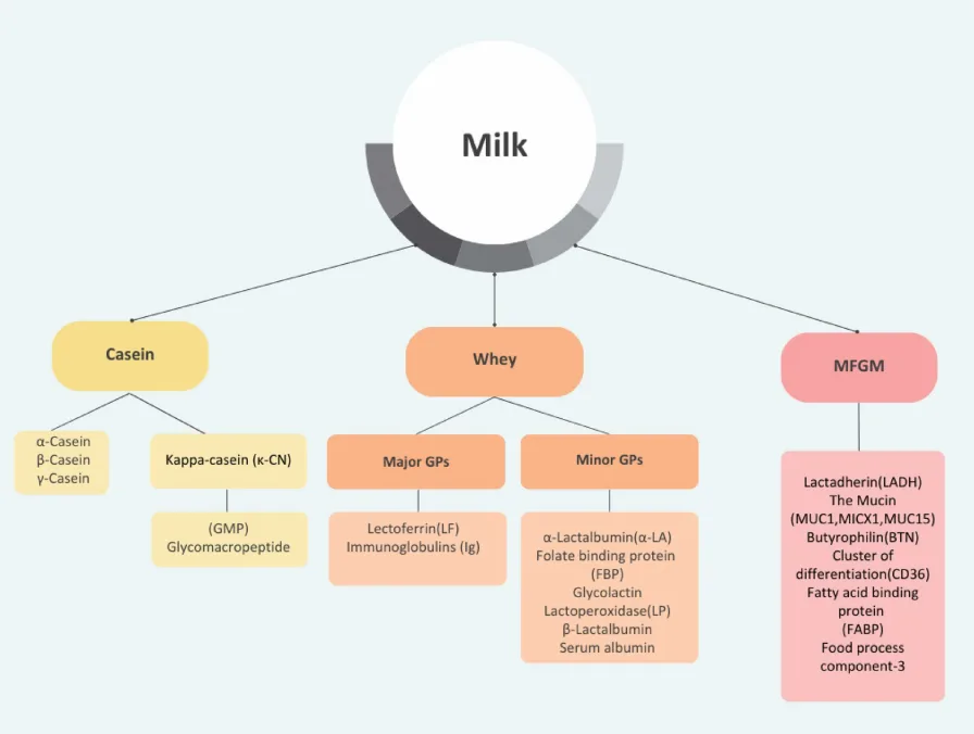 图片尺寸:896 x 676 Glycomacropeptide: The Milk-Derived Peptide Transforming Nutrition and Health(images 2)