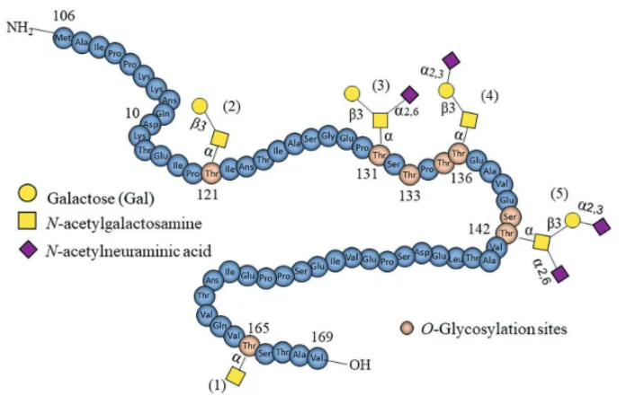 图片尺寸:696 x 451 Glycomacropeptide: The Milk-Derived Peptide Transforming Nutrition and Health(images 3)