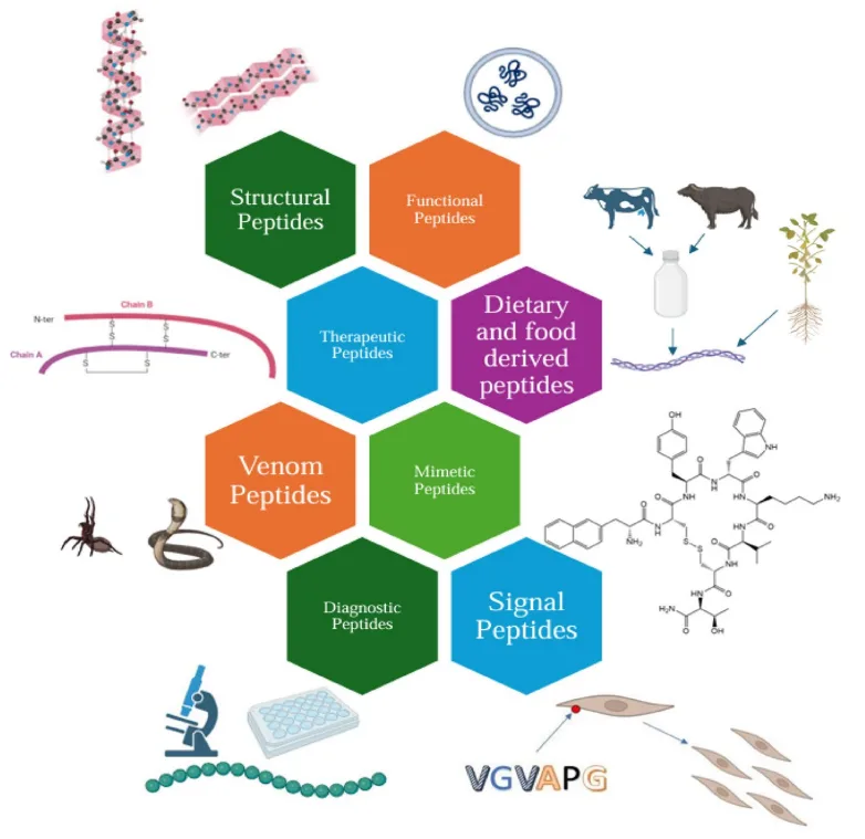 Smart Sequences: How AI is Redefining the Promise of Peptides in Medicine and Skincare(images 2)
