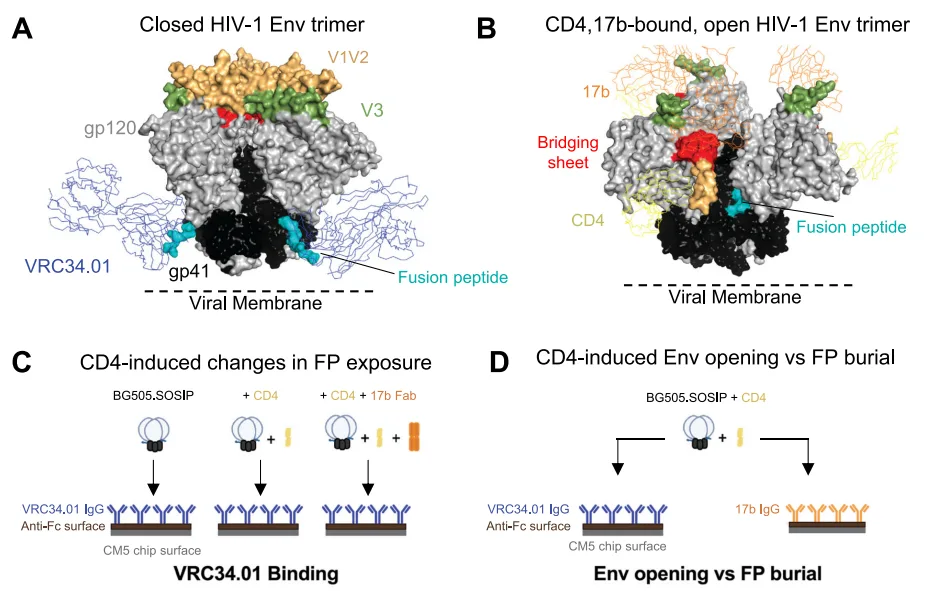 Revealing the Vulnerable Moment: Fusion Peptide Dynamics in HIV-1 Entry(images 1)