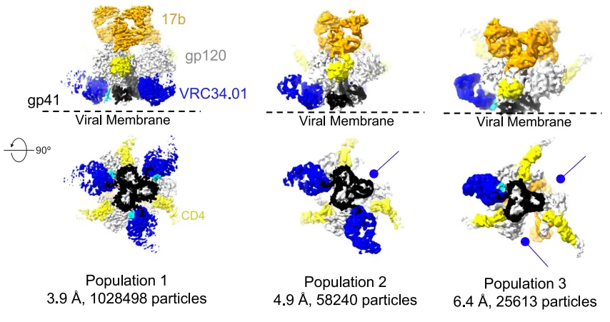 Revealing the Vulnerable Moment: Fusion Peptide Dynamics in HIV-1 Entry(images 2)