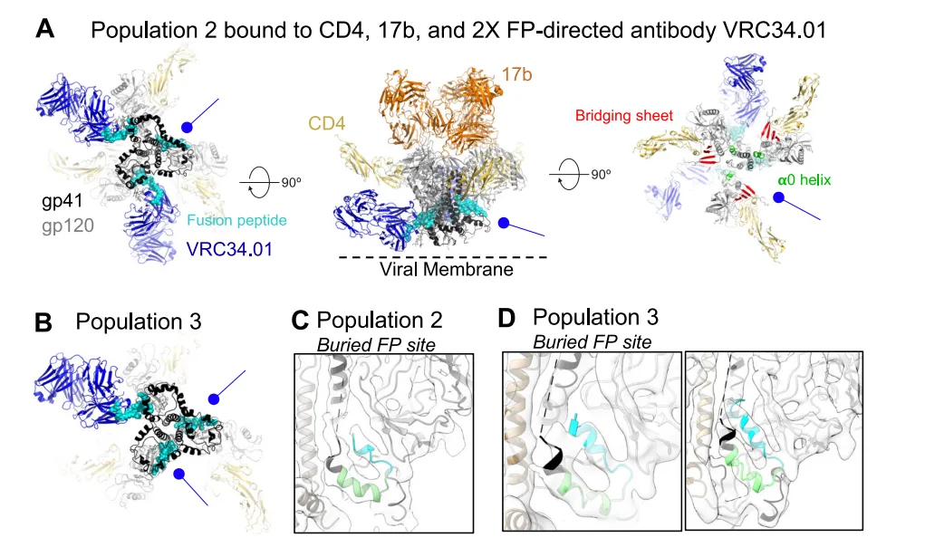Revealing the Vulnerable Moment: Fusion Peptide Dynamics in HIV-1 Entry(images 3)