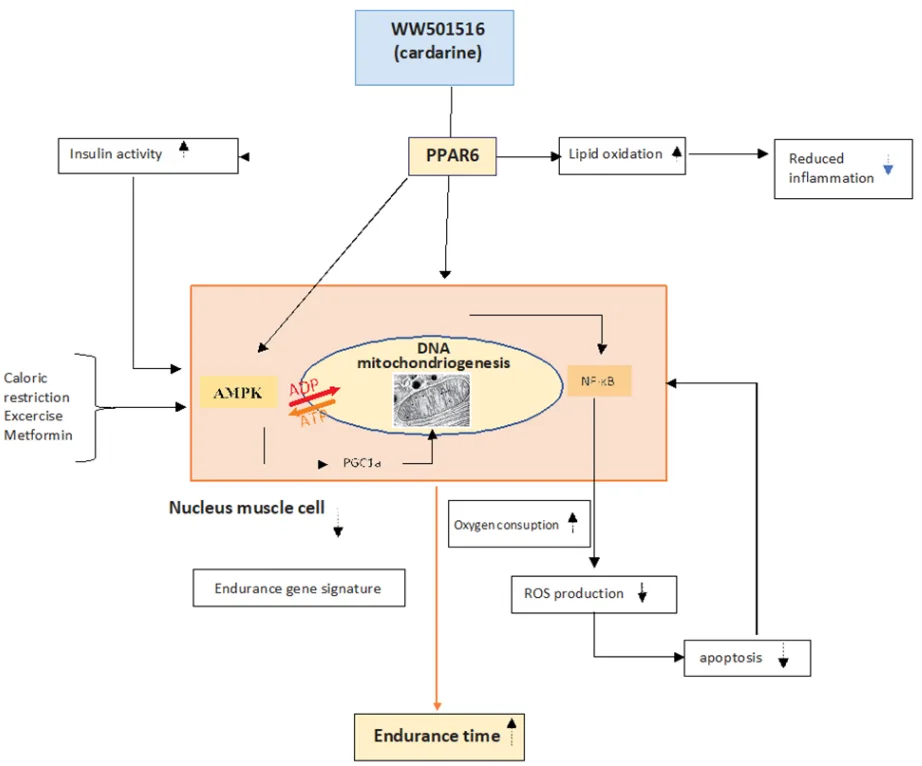 GW501516 and the PPAR&delta; Pathway: Exploring the Science Behind Cardarine（images 1）