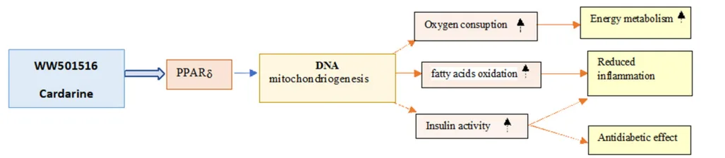 GW501516 and the PPAR&delta; Pathway: Exploring the Science Behind Cardarine（images 2）