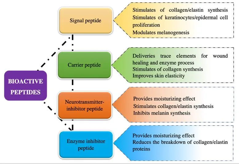 The Power of Peptides: How Bioactive Molecules Are Transforming Skincare（images 1）