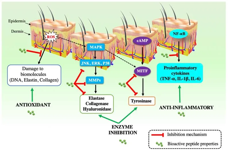 The Power of Peptides: How Bioactive Molecules Are Transforming Skincare（images 3）