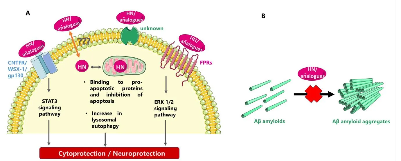 This Tiny Peptide Could Change How We Treat Alzheimer’s and Parkinson’s(images 3)