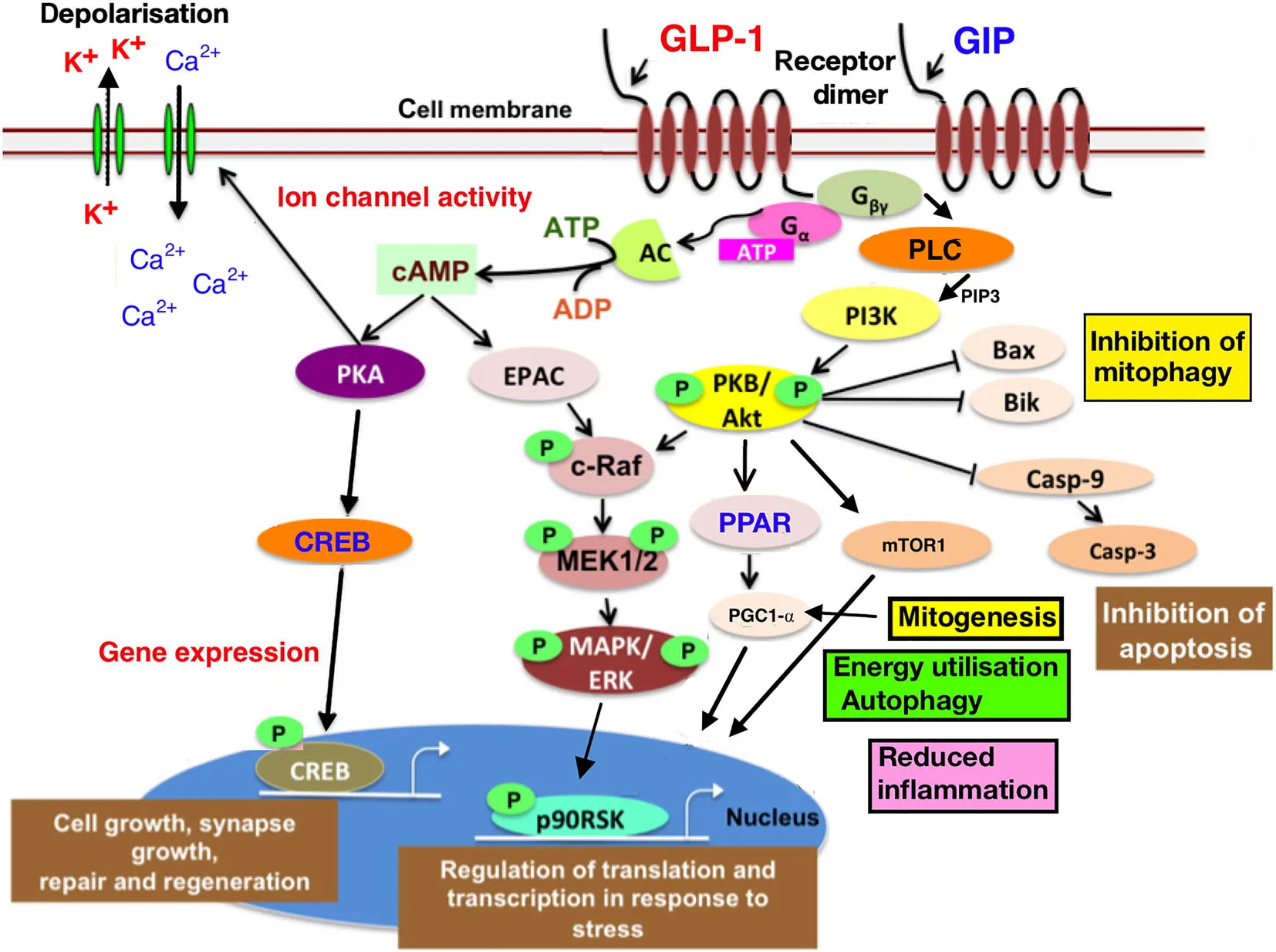 Rewiring the Brain with Peptides: The Science Behind GLP-1&rsquo;s Cognitive Power（images 2）