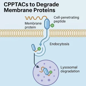 Unlocking the Undruggable: CPPTACs and the Future of Membrane Protein Therapies