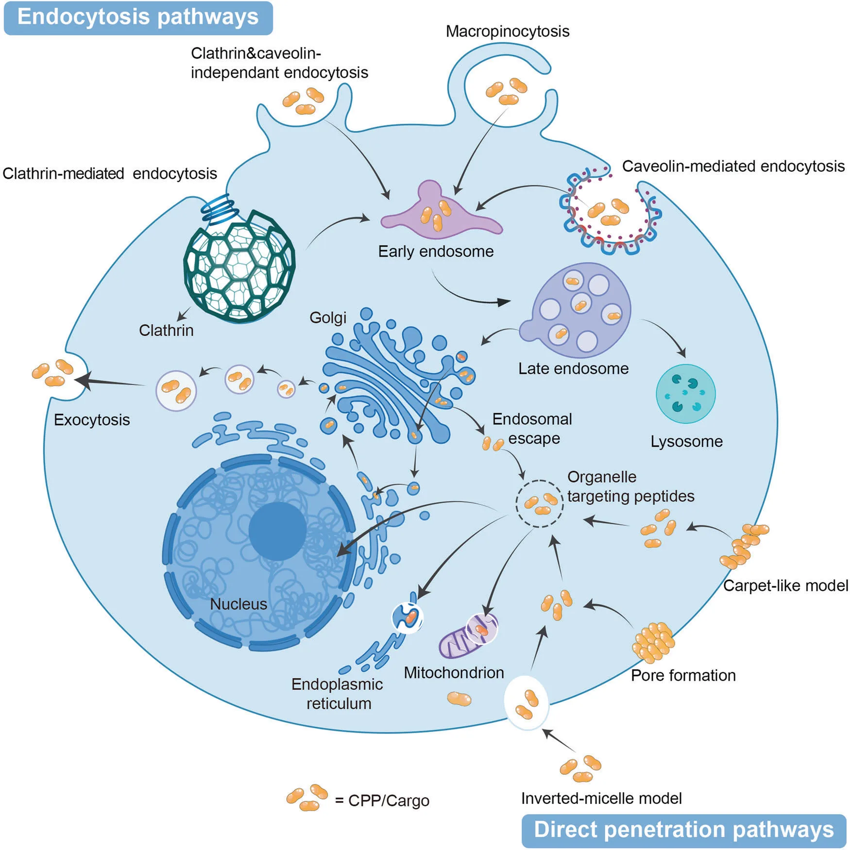 Peptide Power: The Future of Precision Medicine Starts Here(images 3)