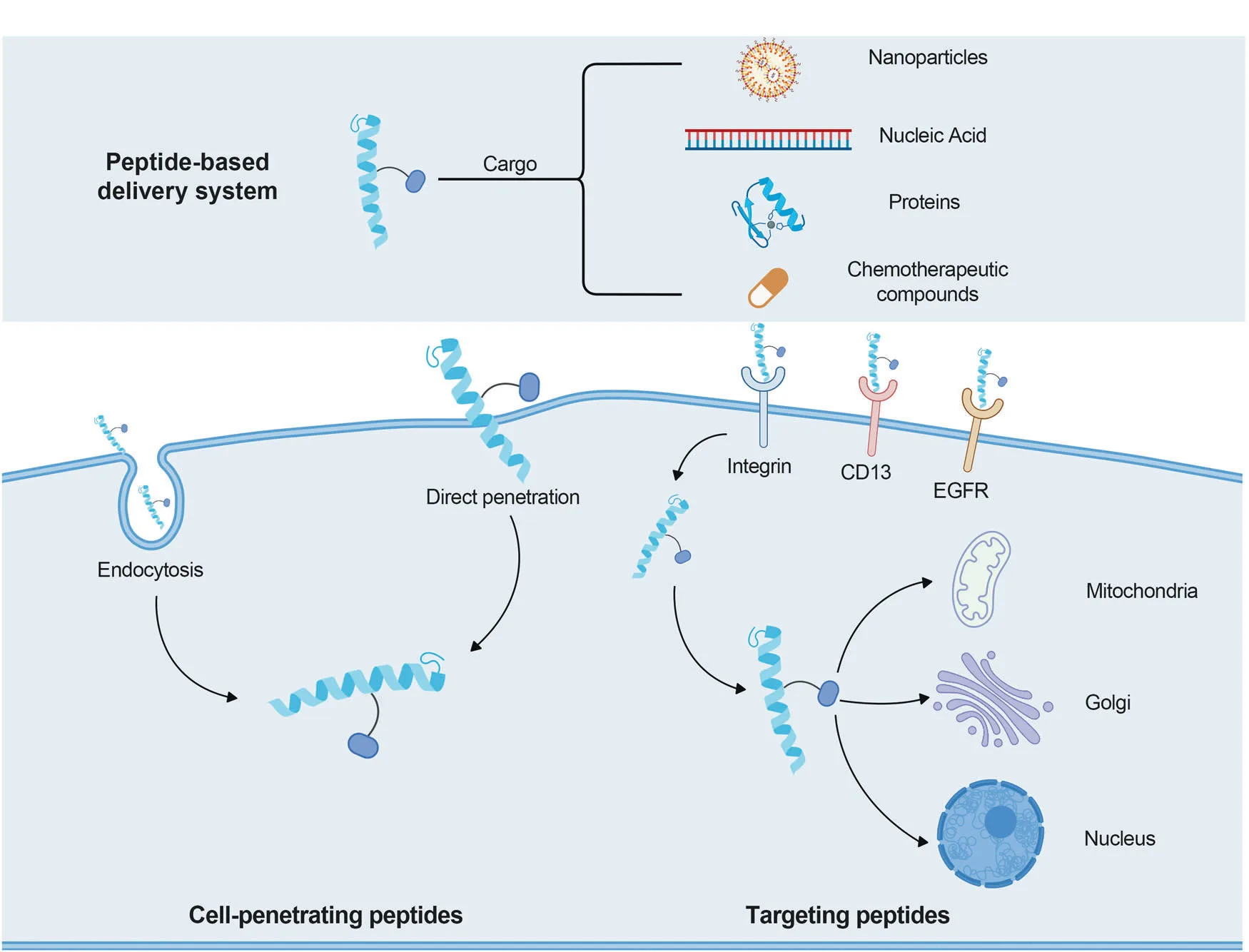 Peptide Power: The Future of Precision Medicine Starts Here(images 4)