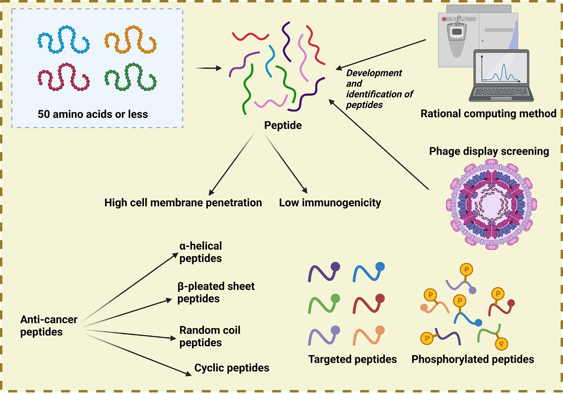 Peptide-Based Nanoparticles for Targeted Drug Delivery, Imaging, and Cancer Immunotherapy(images 2)