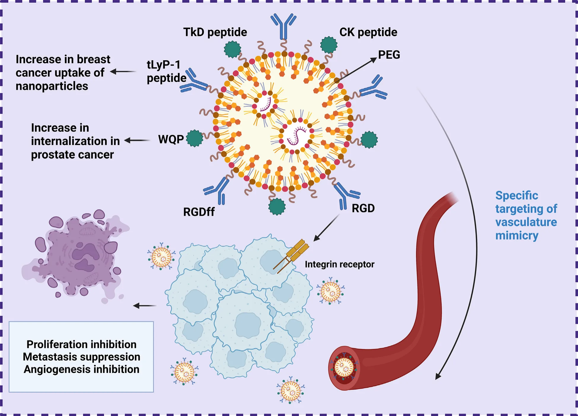 Peptide-Based Nanoparticles for Targeted Drug Delivery, Imaging, and Cancer Immunotherapy(images 3)