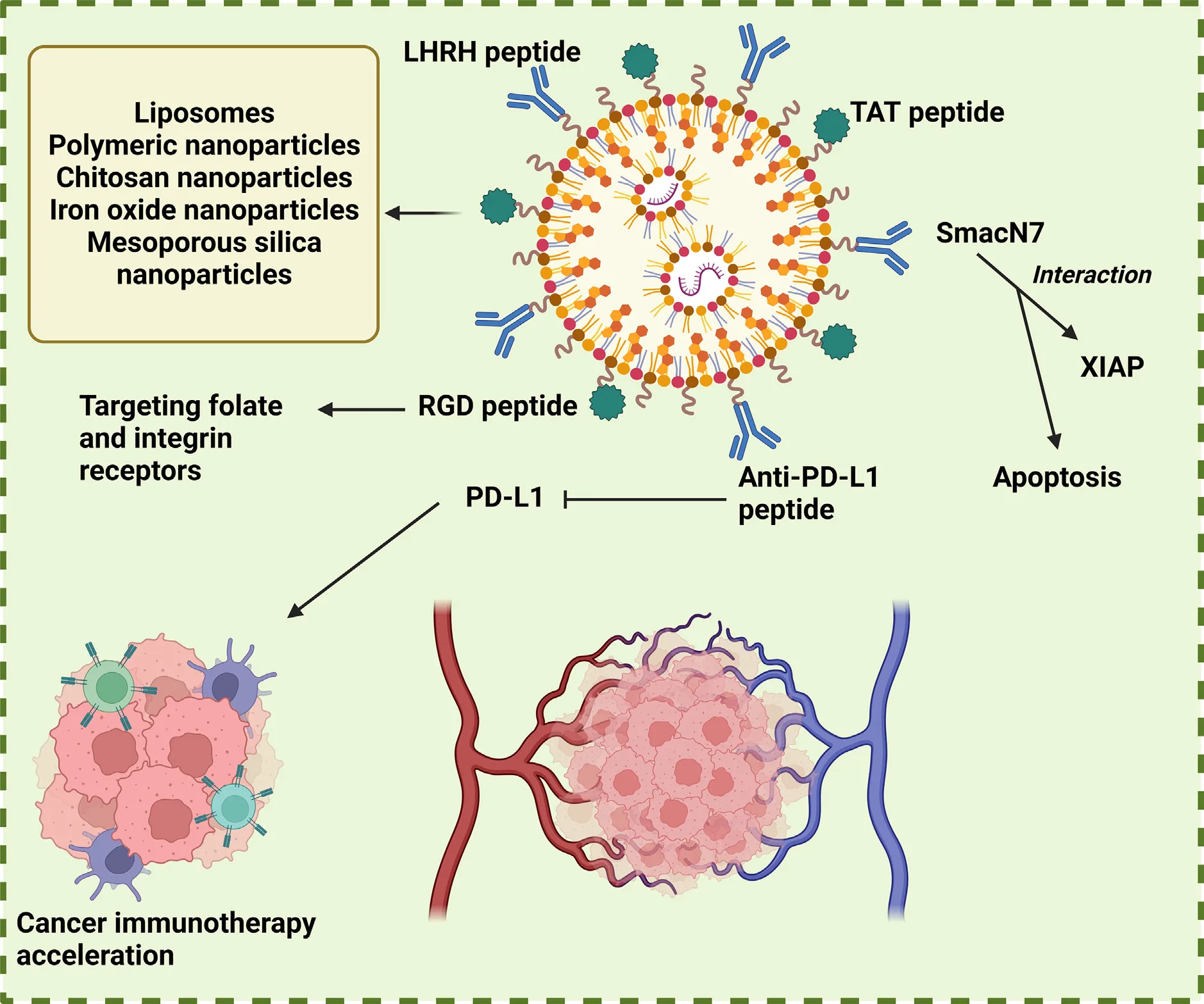 Peptide-Based Nanoparticles for Targeted Drug Delivery, Imaging, and Cancer Immunotherapy(images 5)