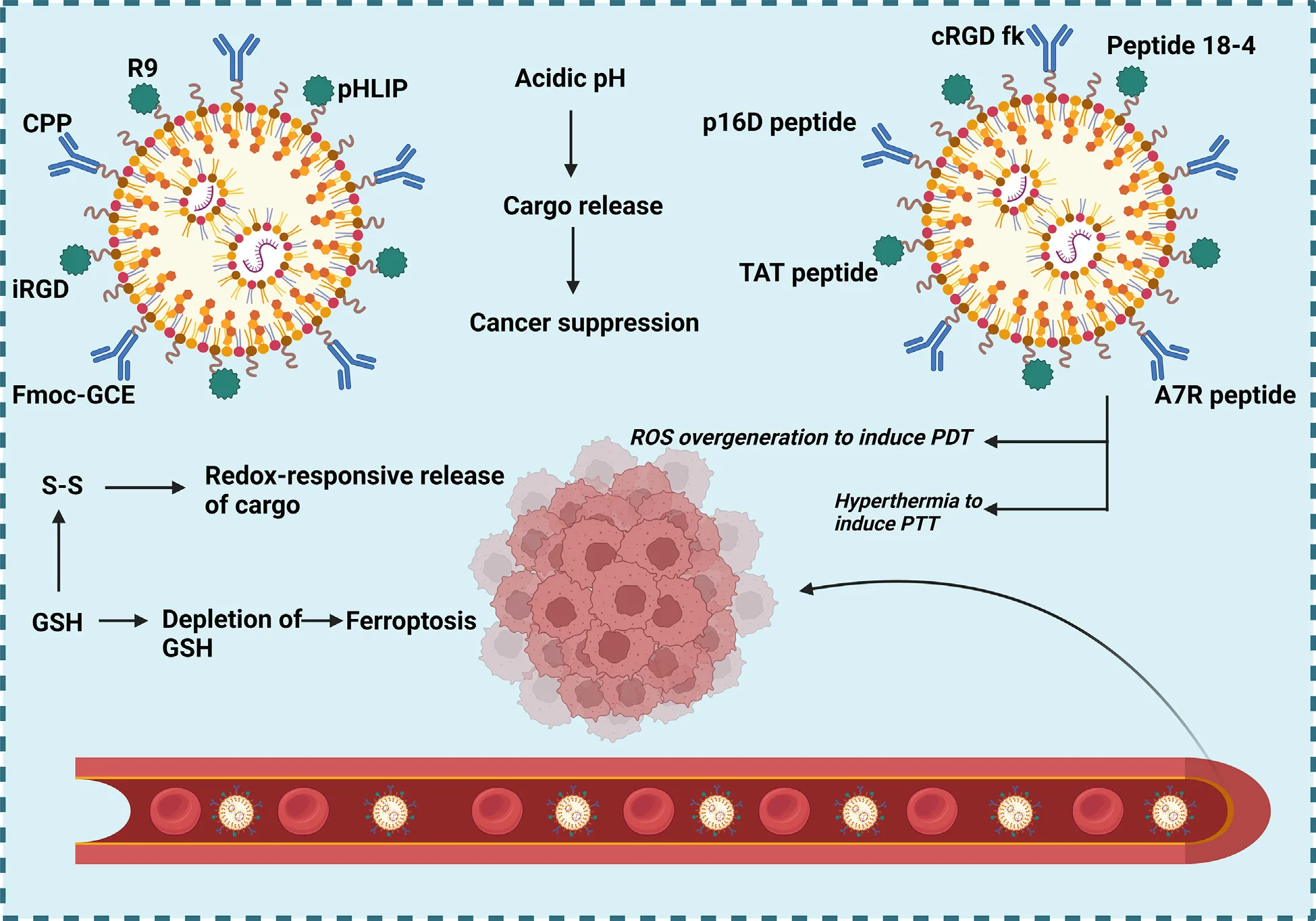 Peptide-Based Nanoparticles for Targeted Drug Delivery, Imaging, and Cancer Immunotherapy(images 6)