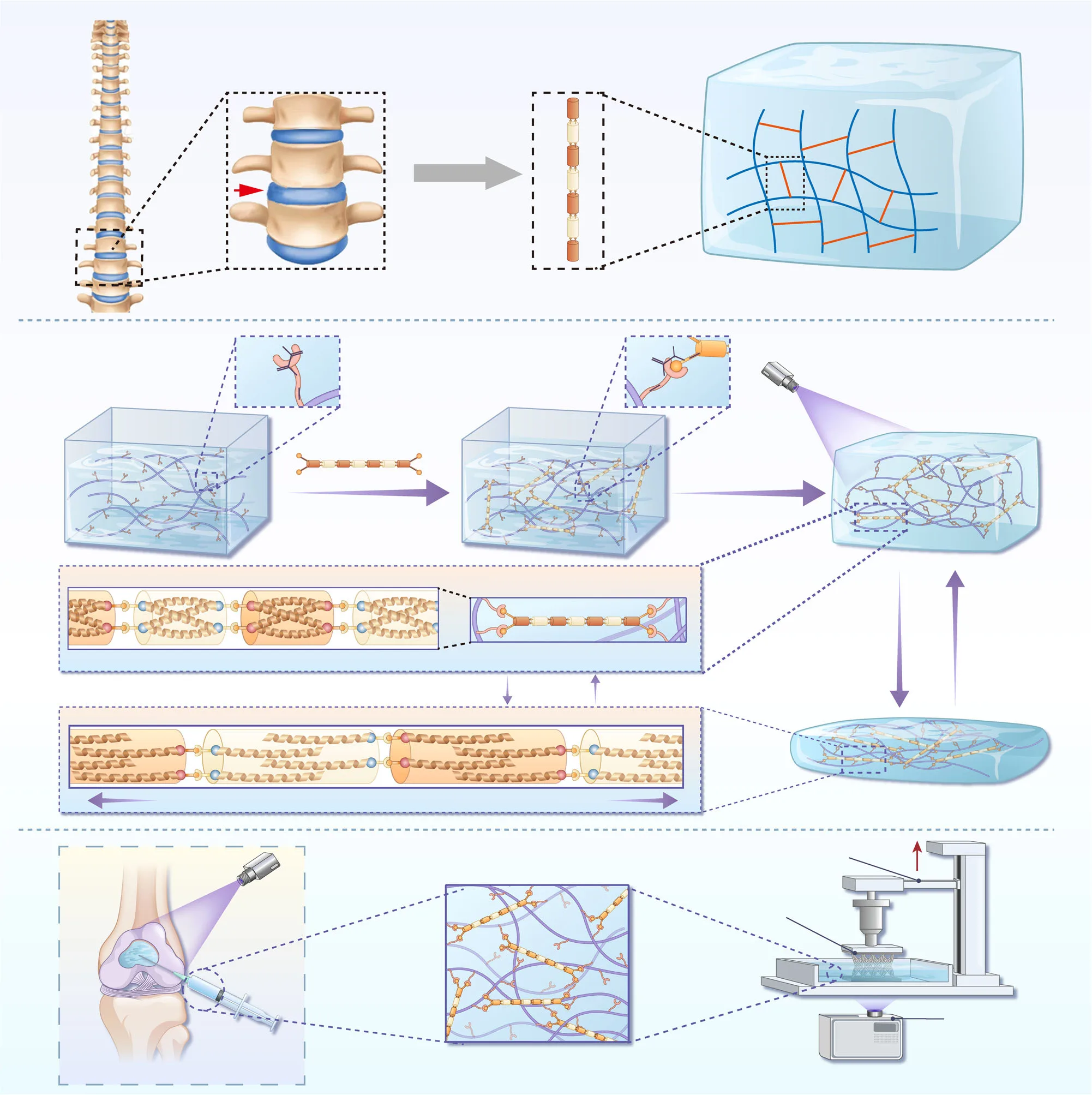 Stronger by Design: Peptide Nanorods Transform GelMA Hydrogels for Regenerative Medicine(images 1)