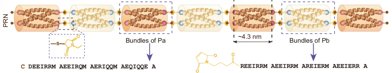 Stronger by Design: Peptide Nanorods Transform GelMA Hydrogels for Regenerative Medicine(images 2)