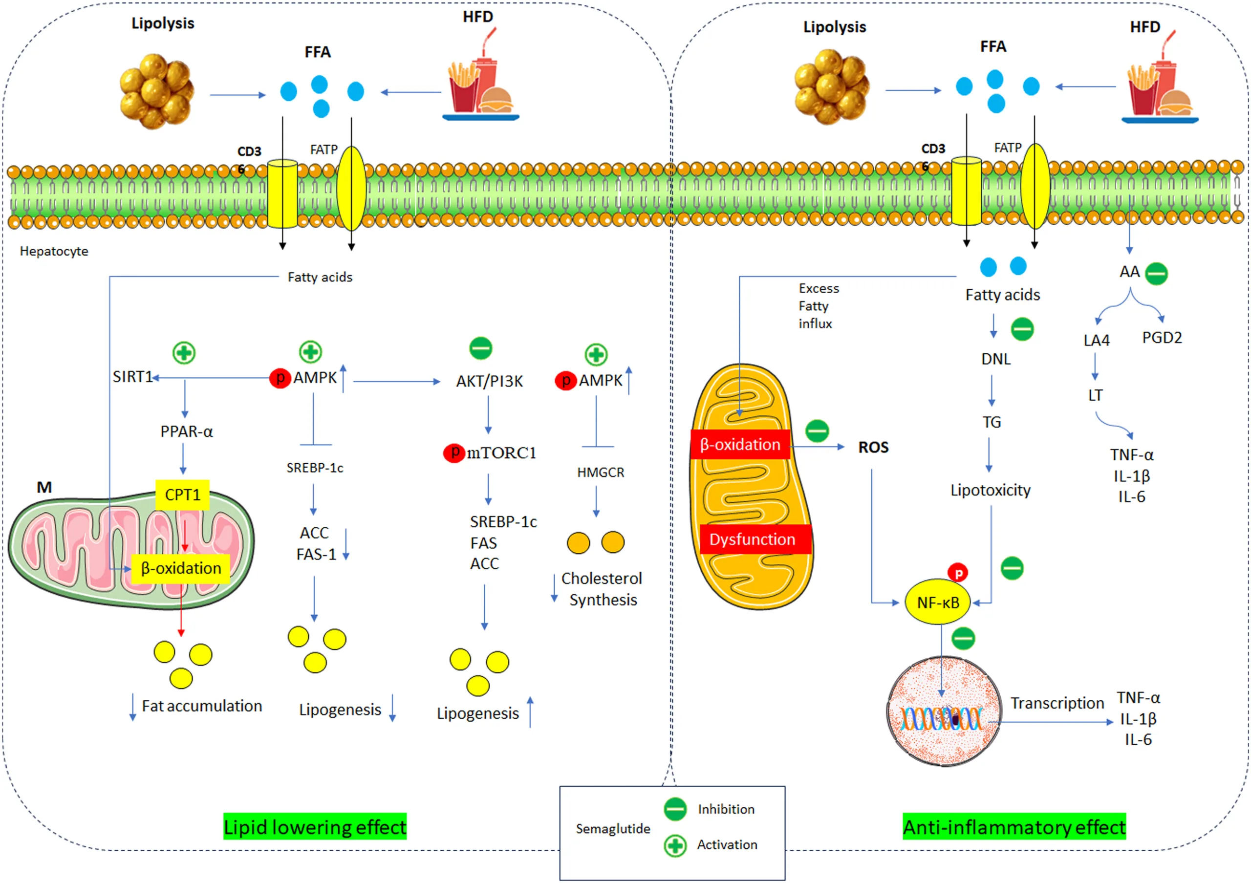 Is Semaglutide the Master Key for MASH? Mechanistic Insights and Clinical Evidence（images 3）