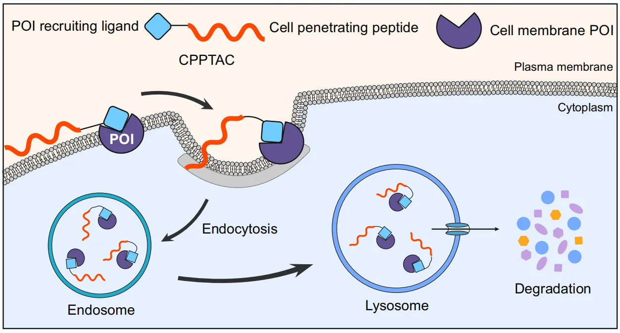 Unlocking the Undruggable: CPPTACs and the Future of Membrane Protein Therapies(images 1)