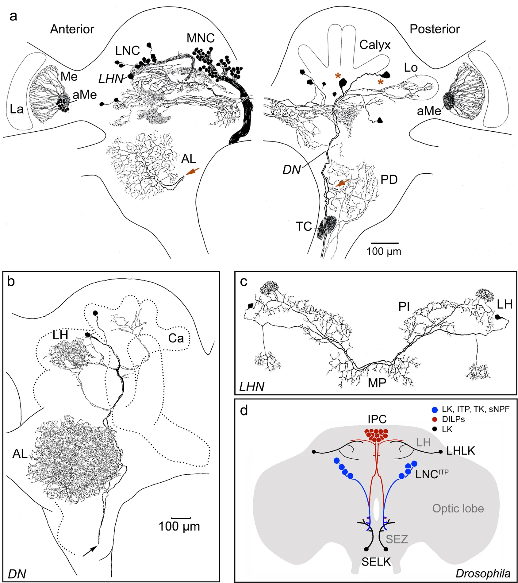 A Century of Discovery: The Evolution of Insect Neuropeptide and Peptide Hormone Research（images 1）
