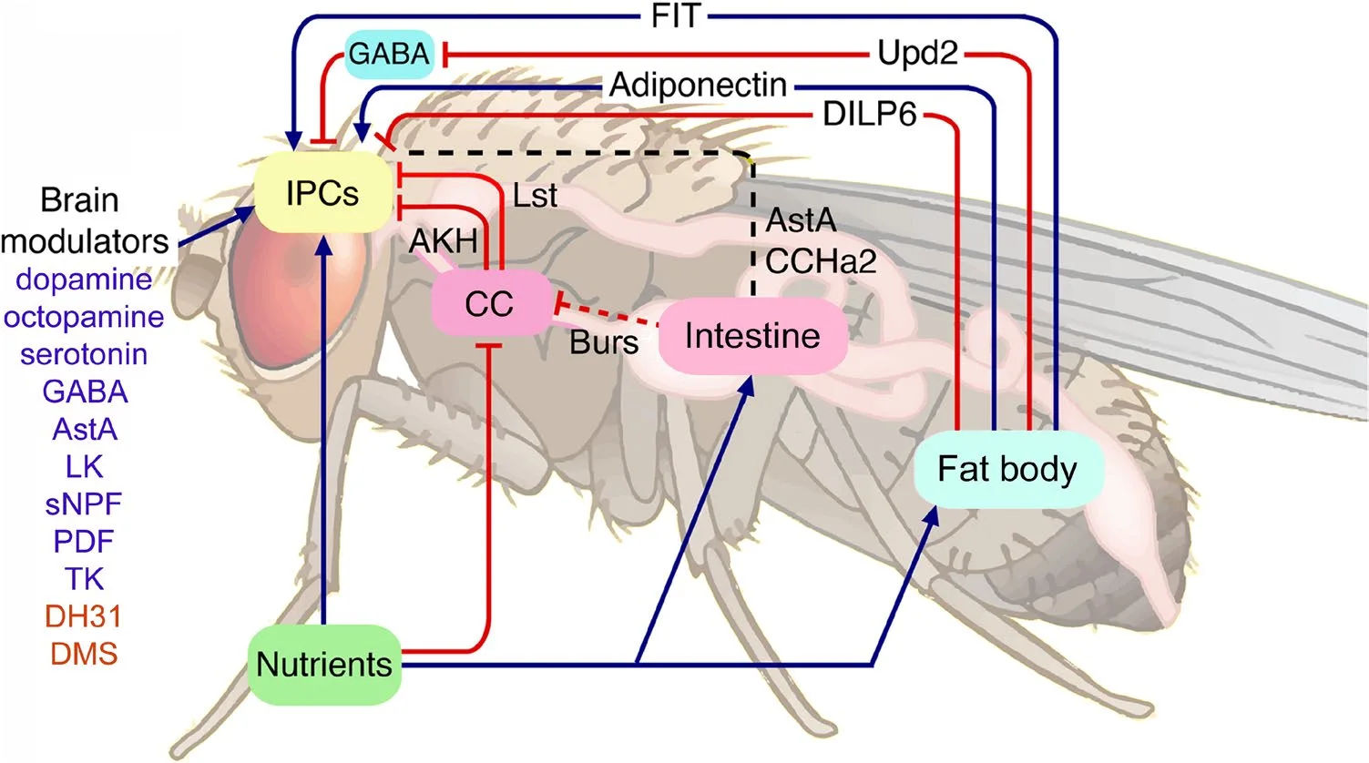 A Century of Discovery: The Evolution of Insect Neuropeptide and Peptide Hormone Research（images 2）
