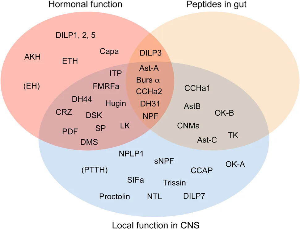 A Century of Discovery: The Evolution of Insect Neuropeptide and Peptide Hormone Research（images 3）