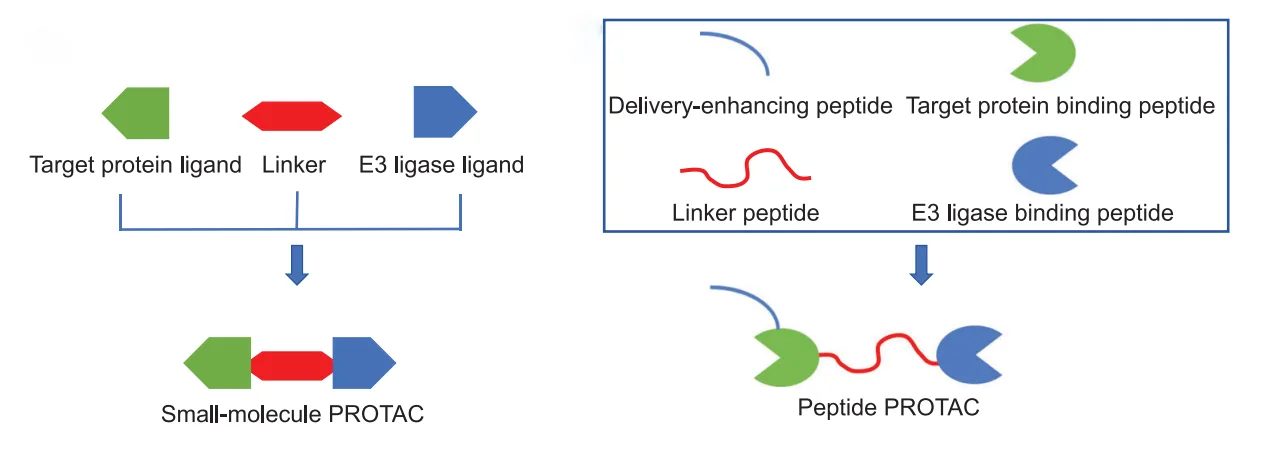 Next-Generation PROTACs: Peptide Strategies for Advanced Therapeutics(images 1)