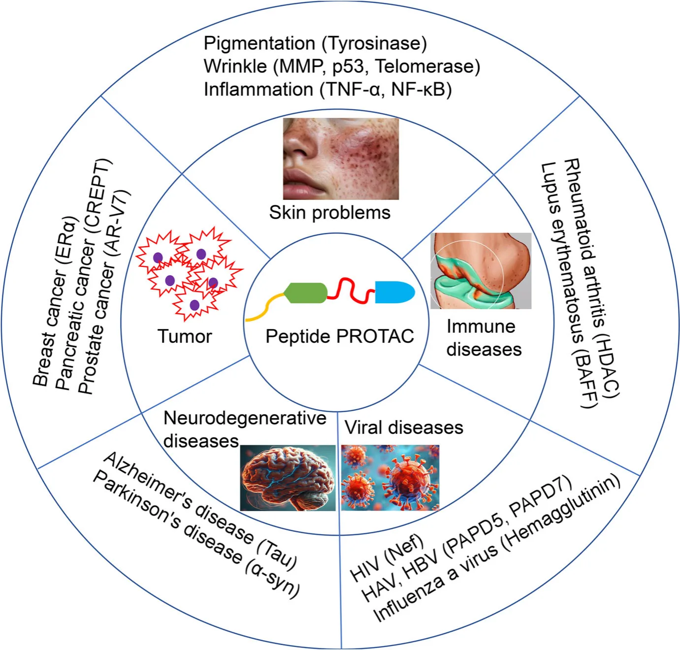 Next-Generation PROTACs: Peptide Strategies for Advanced Therapeutics(images 2)