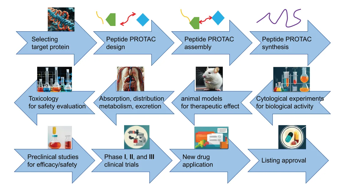 Next-Generation PROTACs: Peptide Strategies for Advanced Therapeutics(images 3)
