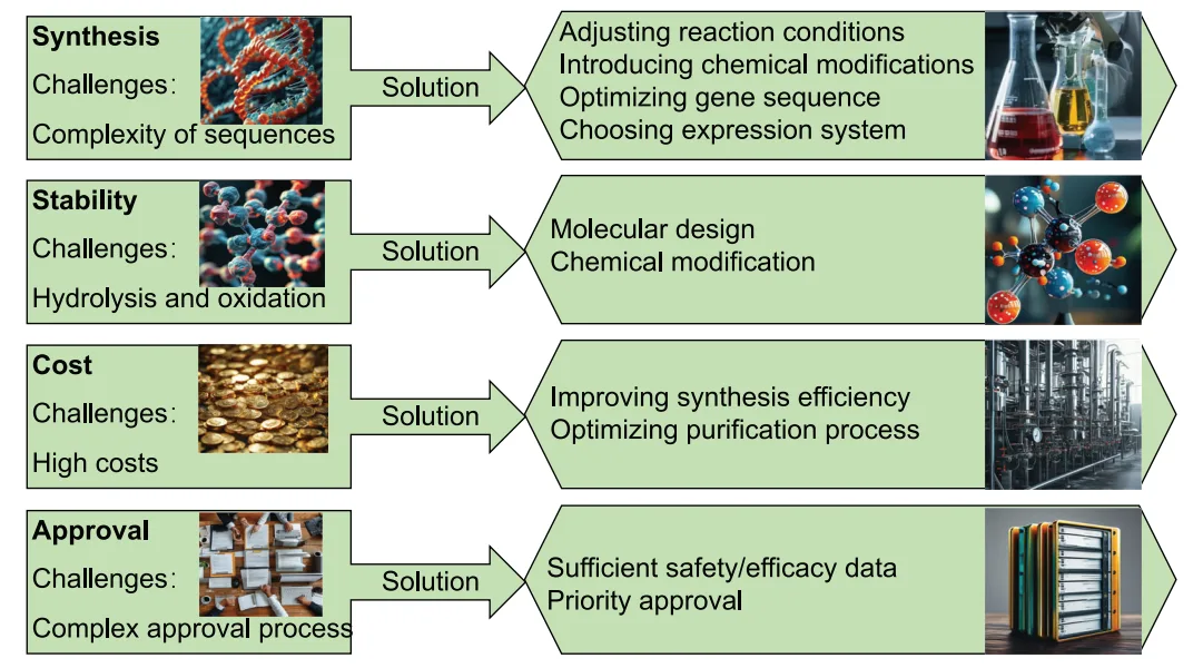 Next-Generation PROTACs: Peptide Strategies for Advanced Therapeutics(images 4)
