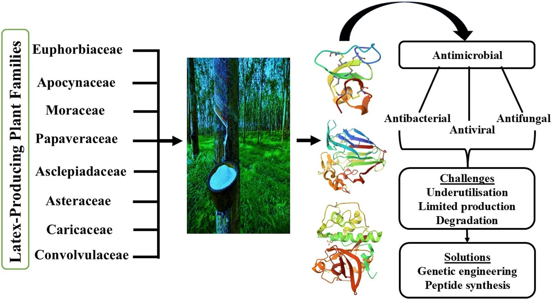Latex-Derived Peptides and Enzymes: Nature’s Answer to Antibiotic Resistance(images 1)