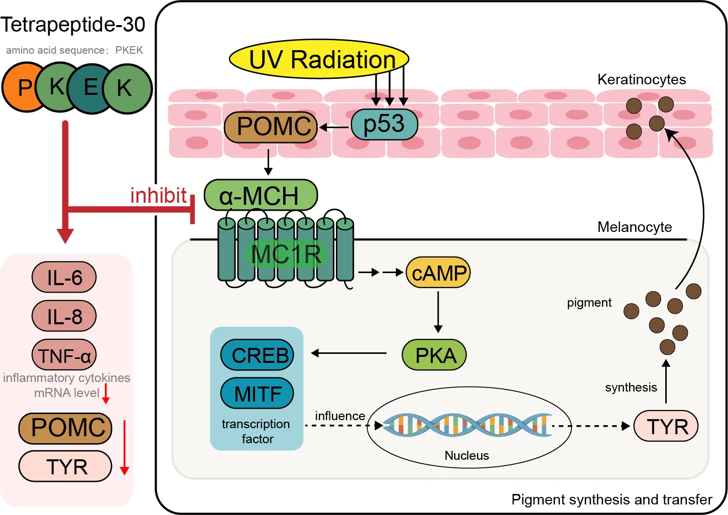 From Lab to Luxury: The Rise of Peptides in Anti-Aging and Skin Health(images 5)