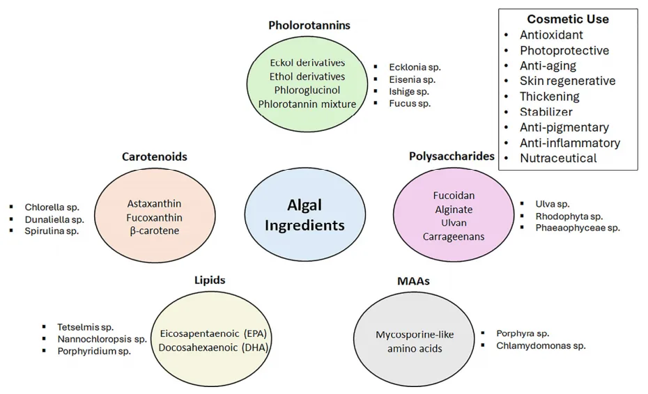 Science-Backed Skincare: Peptides, Biotics, and Marine Biopolymers Redefining Cosmeceuticals(images 3)