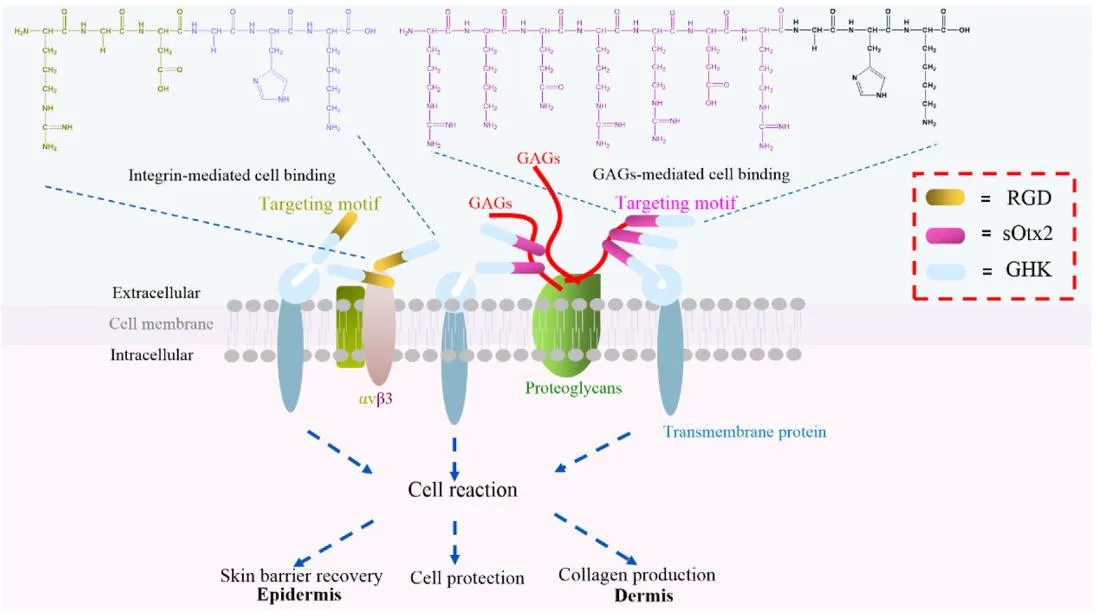 Cosmetic Peptides Explained: Why They Matter and What&rsquo;s Holding Them Back（images 1）