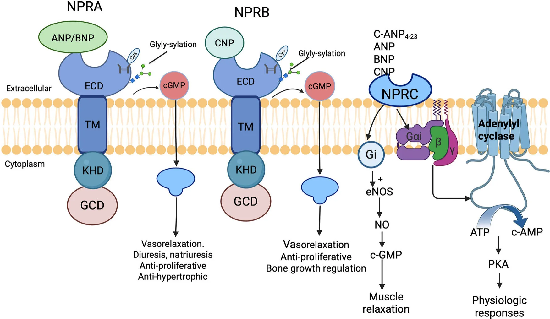 NPRA, NPRB, and NPRC: How Natriuretic Peptide Receptors Are Shaping the Future of Cancer Treatment(images 1)