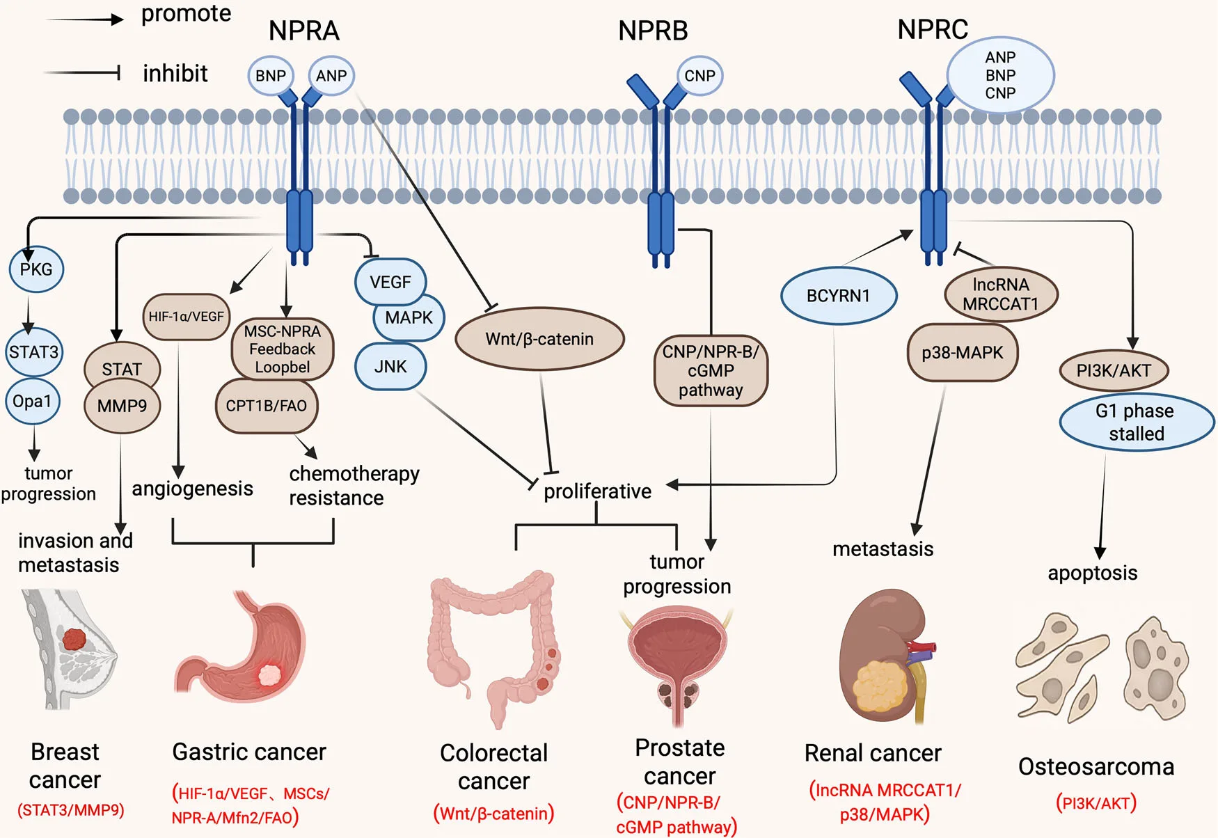 NPRA, NPRB, and NPRC: How Natriuretic Peptide Receptors Are Shaping the Future of Cancer Treatment(images 2)