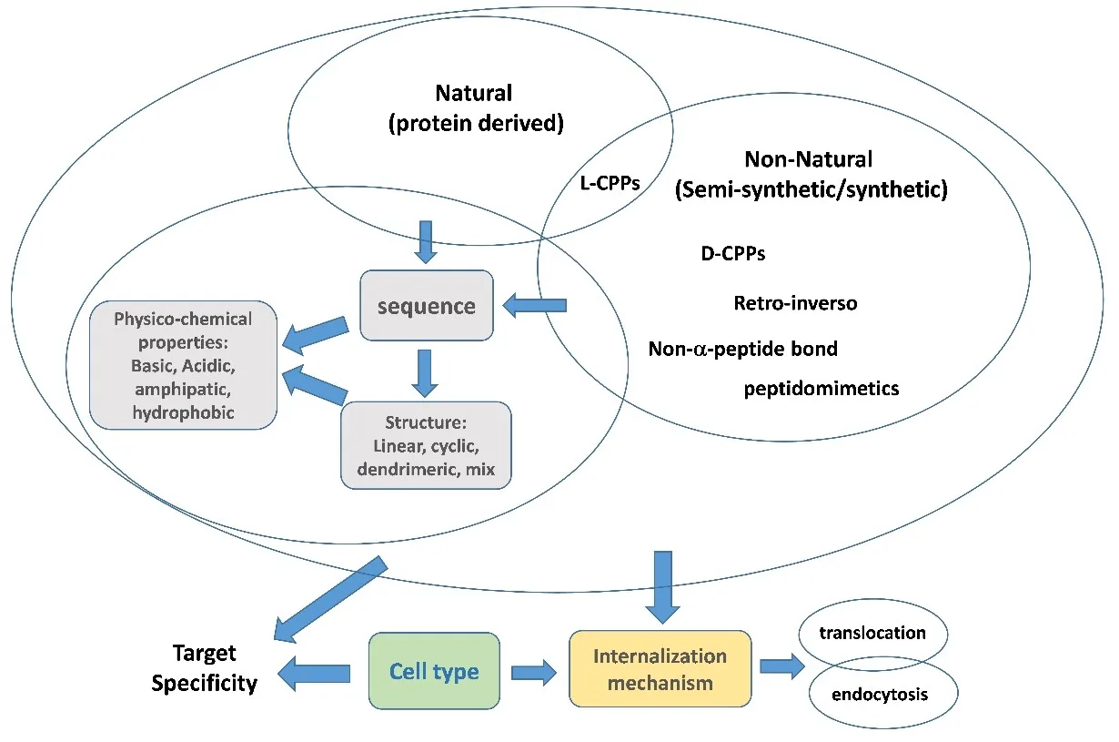 Cell-Penetrating Peptides: Unlocking the Next Generation of Intracellular Drug Delivery(images 2)
