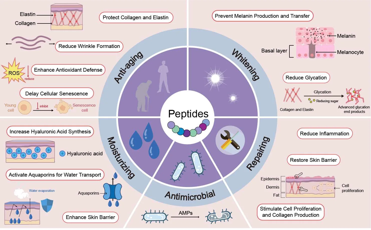 Engineering the Future of Skincare: How Advanced Peptide Science Is Transforming Cosmetic R&D(images 2)