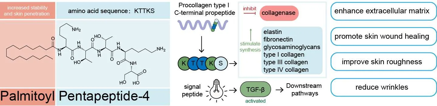 Engineering the Future of Skincare: How Advanced Peptide Science Is Transforming Cosmetic R&D(images 3)