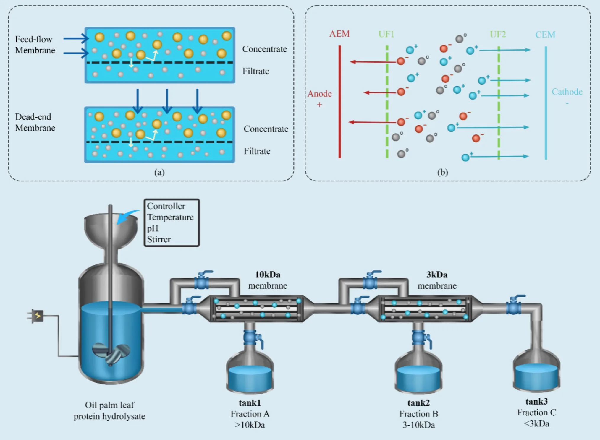 Unlocking Bioactive Peptide Potential: How Advanced Fractionation Strategies Enhance Functionality(images 1)