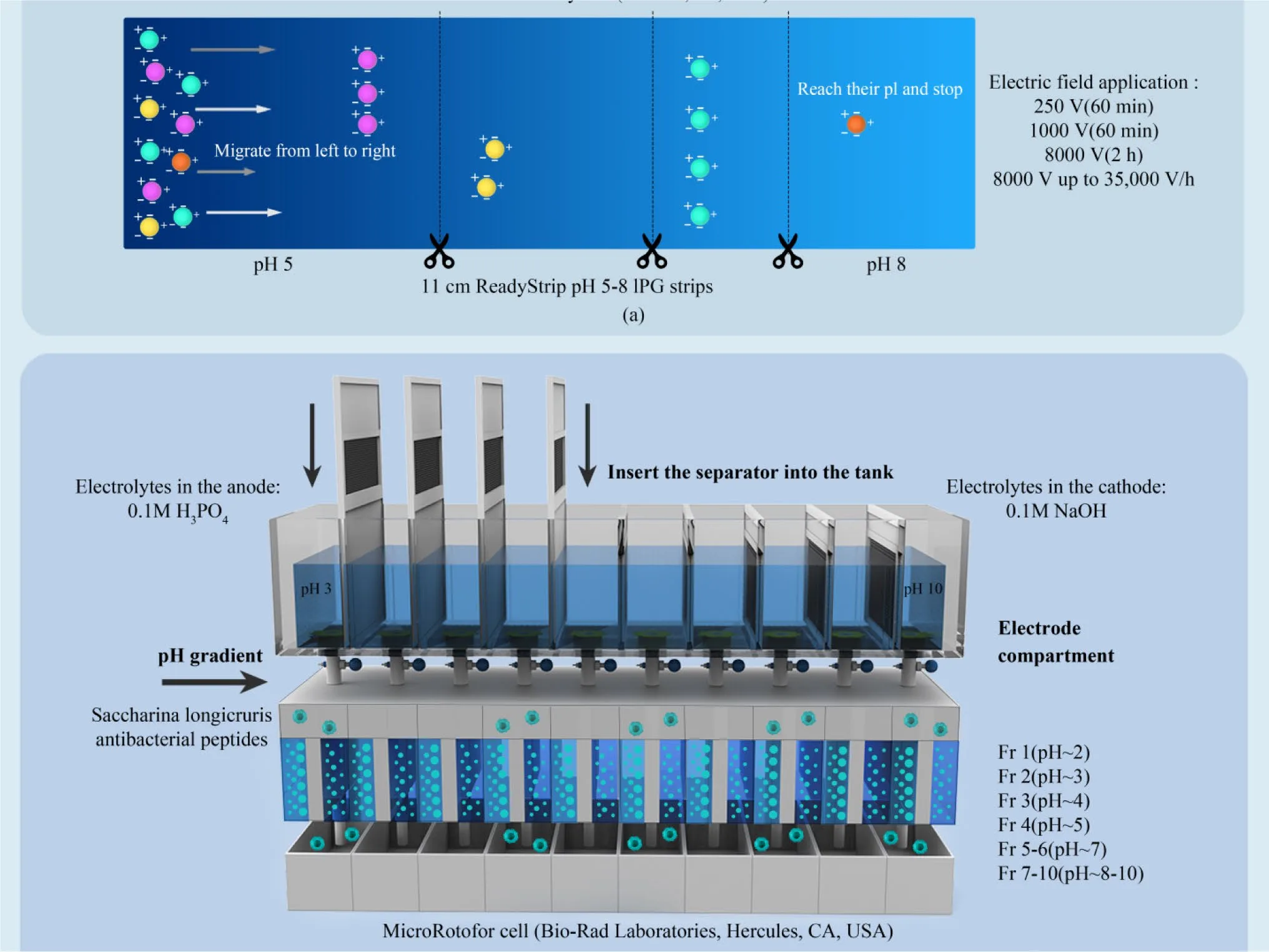 Unlocking Bioactive Peptide Potential: How Advanced Fractionation Strategies Enhance Functionality(images 2)